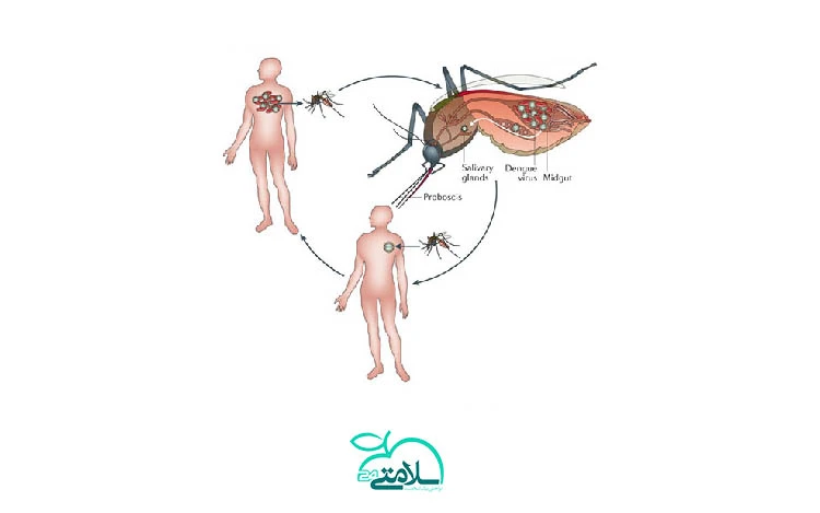 تمام آنچه که باید درباره تب دنگی بدانید